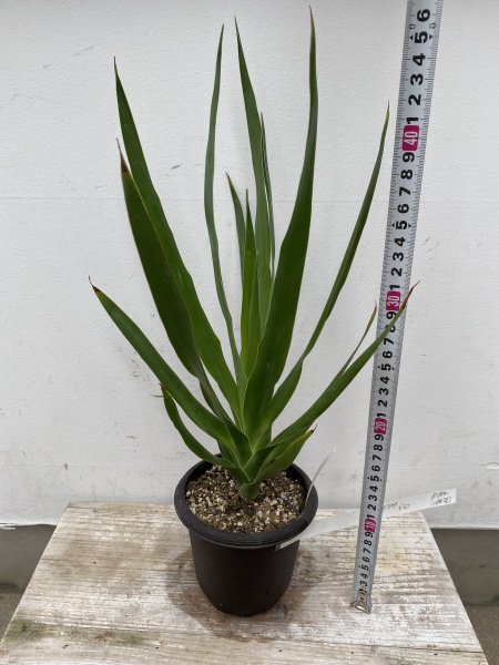 愛用 ドラセナ B draco ドラコ/Dracaena 植物/観葉植物