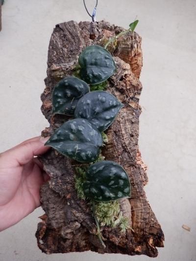 スキンダブサス・ブラックマンバ - 陽春園ネット通販