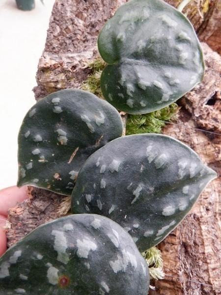 スキンダプサス　ブラックマンバ スキンダプサス ブラックマンバ / Scindapsus black mamba (2