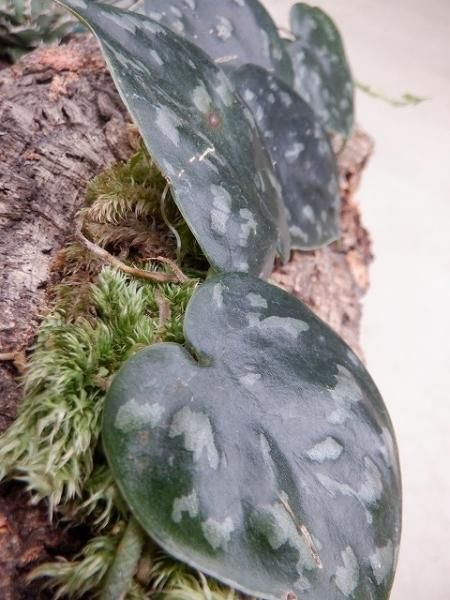 スキンダプサス　ブラックマンバ スキンダプサス ブラックマンバ / Scindapsus black mamba (2