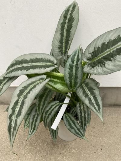 レビュー高評価アイテム特集｜ファッション通販 植物販売】兵庫県宝塚市㈱陽春園植物場ネット スキスマトグロッ その他観葉植物