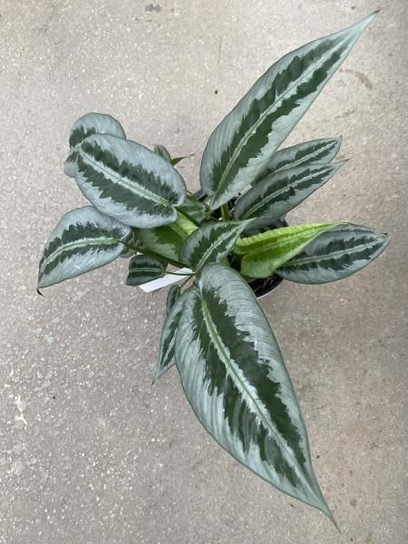 Borneoa gampsospadix スキスマグロッティスMIDOLLICA スキ