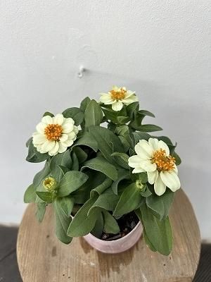 八重咲ジニア 白 | 3.5寸 - 株式会社陽春園植物場【植物ネット通販】