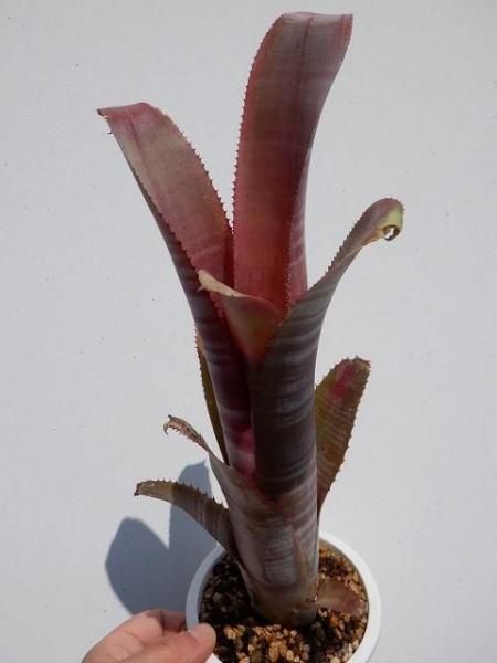 ビルベルギア・ビッタータ hyb - 陽春園ネット通販