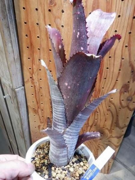 あ*あ様 ビルベルギア ムーランルージュ Billbergia Moulin R m72988942886_1.jpg?1723971156