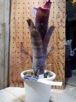ビルベルギア・ムーランルージュ - 陽春園ネット通販