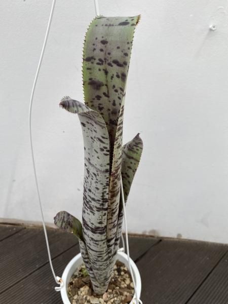 植物販売】兵庫県宝塚市㈱陽春園植物場ネット通販【ケスネリア