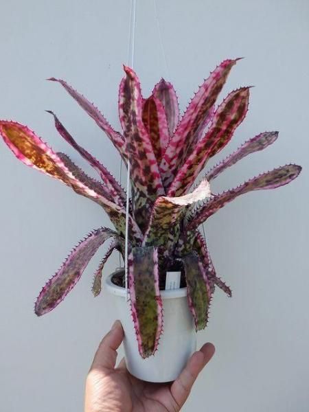 エクメア・オーランディアナ・エンサイン - 陽春園ネット通販