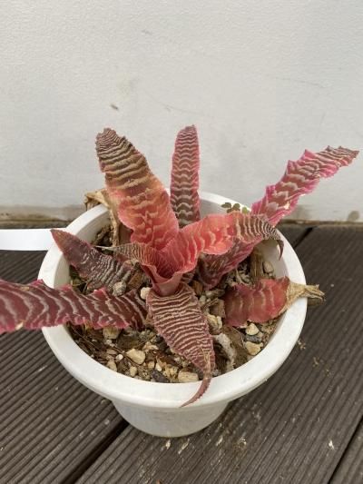 植物販売】兵庫県宝塚市㈱陽春園植物場ネット通販 【クリプタンサス】