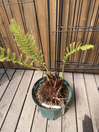 植物販売】兵庫県宝塚市㈱陽春園植物場ネット通販 ディクソニア