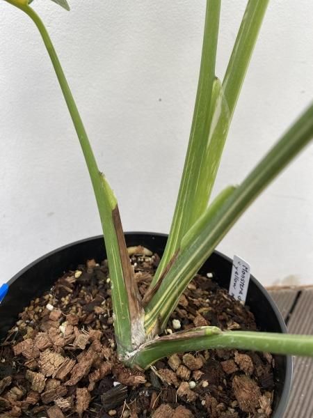 植物販売】兵庫県宝塚市㈱陽春園植物場 【モンステラ 植物販売】兵庫県宝塚市㈱陽春園植物場 【モンステラ