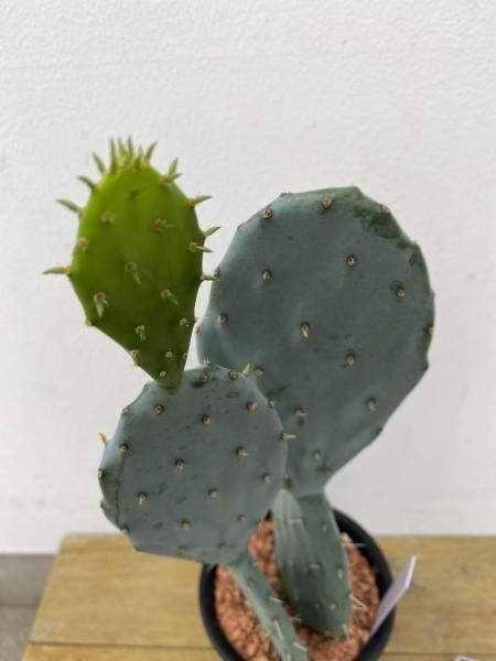 植物販売】兵庫県宝塚市㈱陽春園植物場ネット通販