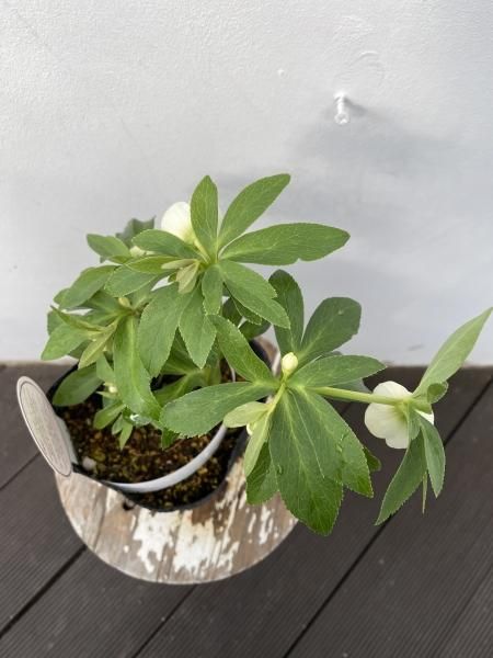 植物販売】兵庫県宝塚市?陽春園植物場ネット通販 クリスマスローズ 植物販売】兵庫県宝塚市?陽春園植物場ネット通販 クリスマスローズ