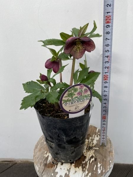 植物販売】兵庫県宝塚市?陽春園植物場ネット通販 クリスマスローズ