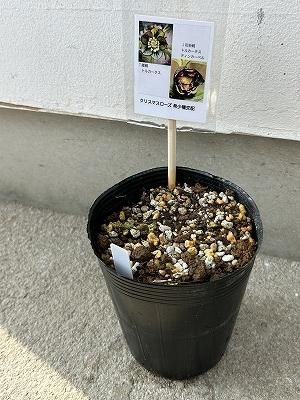 植物販売】兵庫県宝塚市?陽春園植物場ネット通販 クリスマスローズ 植物販売】兵庫県宝塚市?陽春園植物場ネット通販 クリスマスローズ