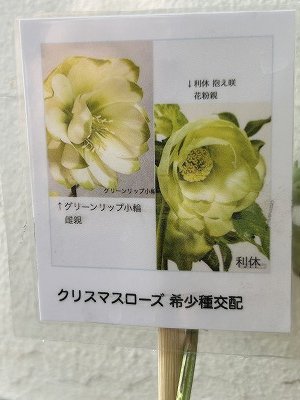 植物販売】兵庫県宝塚市㈱陽春園植物場ネット通販 クリスマスローズ