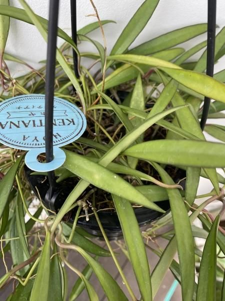植物販売】兵庫県宝塚市㈱陽春園植物場ネット販売 ホヤ 植物販売】兵庫県宝塚市㈱陽春園植物場ネット販売 ホヤ