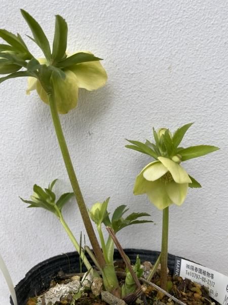 植物販売】兵庫県宝塚市?陽春園植物場ネット通販 クリスマスローズ