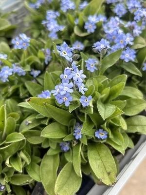 ワスレナグサ | 1年草の植物 | 開花時期は3月〜6月 | 日当たりと