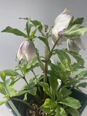 植物販売】兵庫県宝塚市?陽春園植物場ネット通販 クリスマスローズ 植物販売】兵庫県宝塚市?陽春園植物場ネット通販 クリスマスローズ