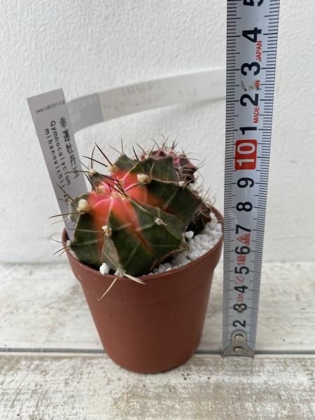 植物販売】兵庫県宝塚市㈱陽春園植物場ネット通販 植物販売】兵庫県宝塚市㈱陽春園植物場ネット通販