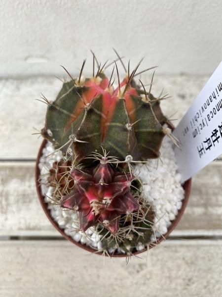 植物販売】兵庫県宝塚市㈱陽春園植物場ネット通販 植物販売】兵庫県宝塚市㈱陽春園植物場ネット通販