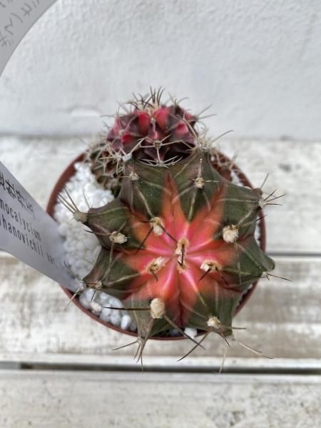 大流行中！ 植物販売】兵庫県宝塚市㈱陽春園植物場ネット通販 ブレスレット・バングル