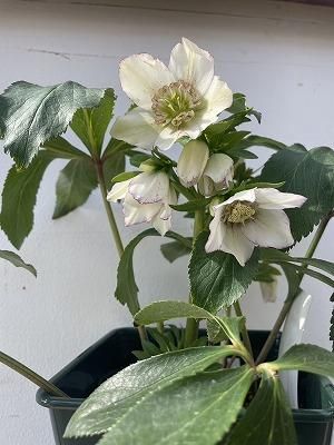 植物販売】兵庫県宝塚市?陽春園植物場ネット通販 クリスマスローズ 植物販売】兵庫県宝塚市?陽春園植物場ネット通販 クリスマスローズ
