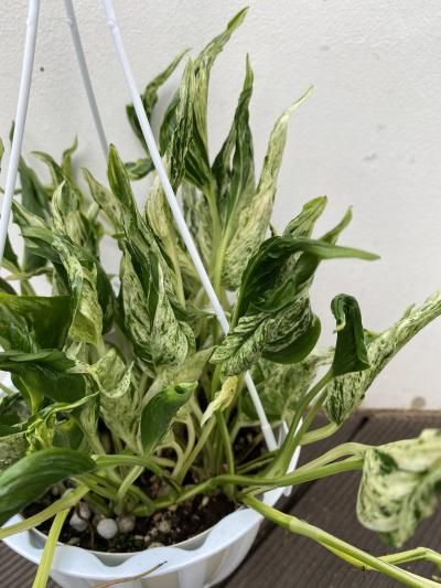 ポトス　テルノラブソング ポトス・テルノ ラブソング - 陽春園ネット通販