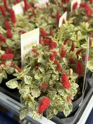 斑入りキャットテール 2.5号 | 開花時期四季咲きの多年草植物 - 株式会社陽春園植物場【植物ネット通販】