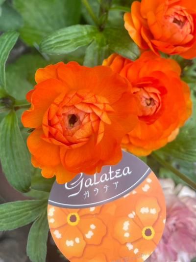 ラナンキュラス ラックス ガラテア | 多年草（球根植物） | 開花時期3