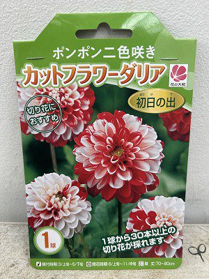 ポンポン二色咲き カットフラワーダリア 初日の出 | 人気のダリア品種をご紹介 - 株式会社陽春園植物場【植物ネット通販】