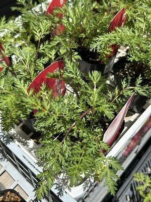 除虫菊 赤花 3号 - 陽春園ネット通販