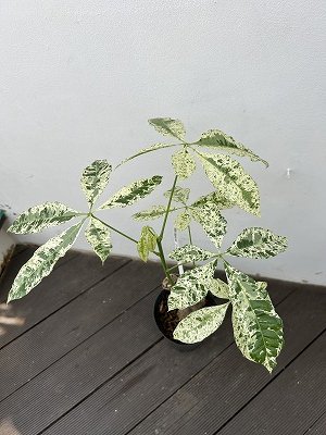 パキラ・ミルキーウェイ | アオイ科の観葉植物 | 5号プラスチック鉢 - 株式会社陽春園植物場【植物ネット通販】