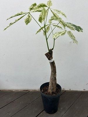 パキラ・ミルキーウェイ | アオイ科の観葉植物 | 5号 パキラ・ミルキーウェイ | アオイ科の観葉植物 | 5号