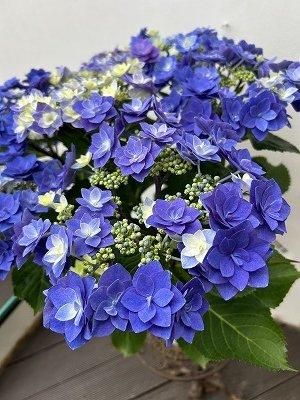 花ページ プチフラワーブーケ色紙 ホワイト(ホワイト): ステーショナリー
