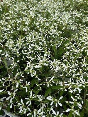 ユーフォルビア ブレビフォリア | STELLA.PLANTS