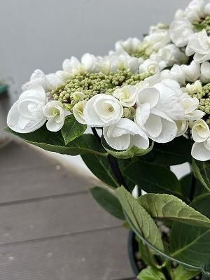 アジサイチョコシックホワイト7号 | 庭木・花木 - 株式会社陽春
