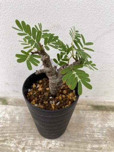植物販売】兵庫県宝塚市㈱陽春園植物場ネット通販