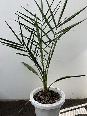 ナツメヤシ | 観葉植物 - 株式会社陽春園植物場【植物ネット通販】