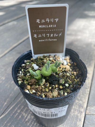 植物販売】兵庫県宝塚市㈱陽春園植物場ネット通販