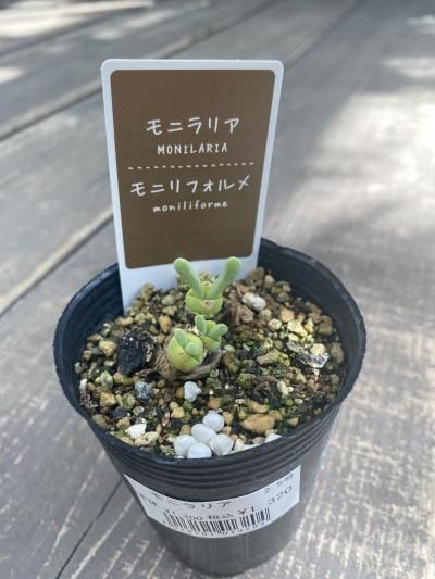 110000円値引き!・超細密肉筆植物画ハマナス(浜梨) 110000円値引き!・超細密肉筆植物画ハマナス(浜梨) - メルカリ