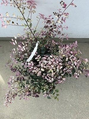 トキワマンサク七彩 | 6号鉢花 - 株式会社陽春園植物場【植物ネット通販】