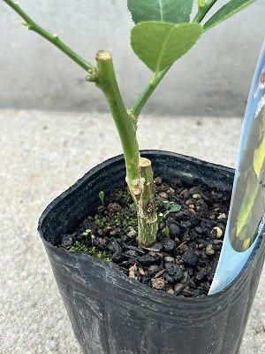パキスタンレモン接木苗 | 3号 - 株式会社陽春園植物場【植物