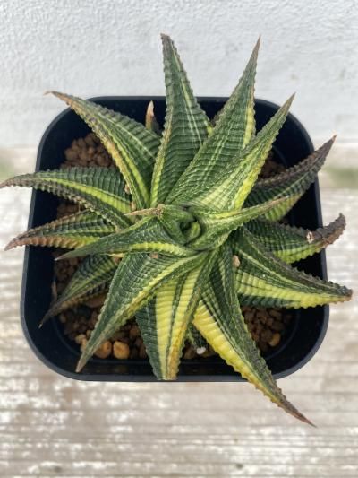 植物販売】兵庫県宝塚市㈱陽春園植物場ネット通販 【ハオルチア】