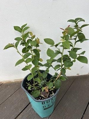 ブッシェルアンドベリー|ピーチソルベ - 株式会社陽春園植物場