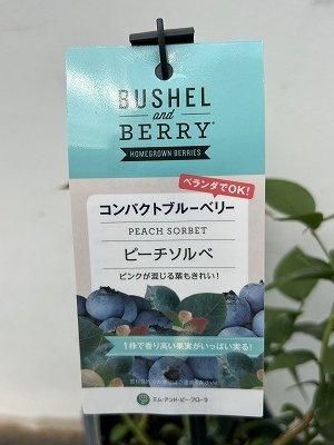 08ブルーベリーソルベ お1人様1ポット】ブルーベリー：ブッシェルアンドベリー（R