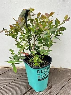 新商品！ブルーベリーブランド 「ブッシェル・アンド・ベリー