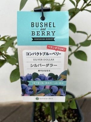 シルバーダラー | ブッシェルアンドベリー - 株式会社陽春園植物