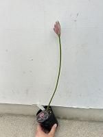 ネリネ(ダイヤモンドリリー) | 横山園芸 - 株式会社陽春園植物 ネリネ(ダイヤモンドリリー) | 横山園芸 - 株式会社陽春園植物